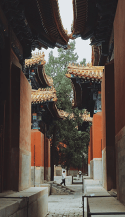 Traditional halls and cypress-lined courtyard of the Beijing Confucius Temple.