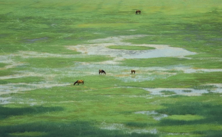 Wild horses grazing in a vast green wetland meadow with scattered blue water ponds.