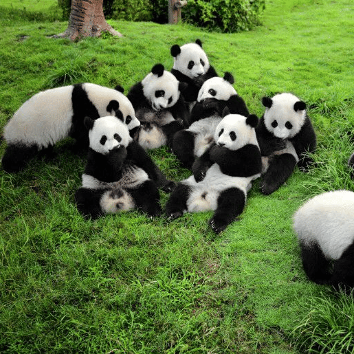A group of giant panda cubs lounging and sitting together on a lush green grass field.