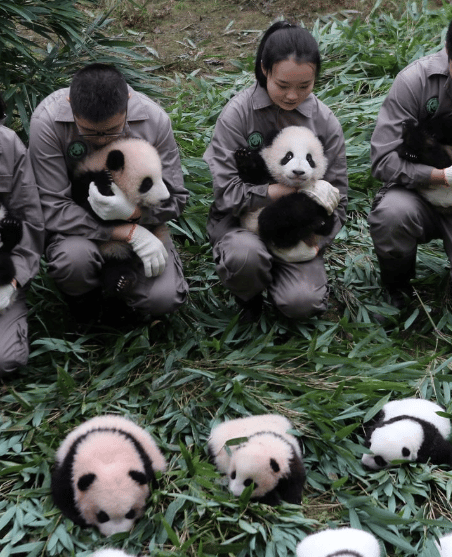 Zookeepers holding adorable giant panda cubs at a conservation and research center.