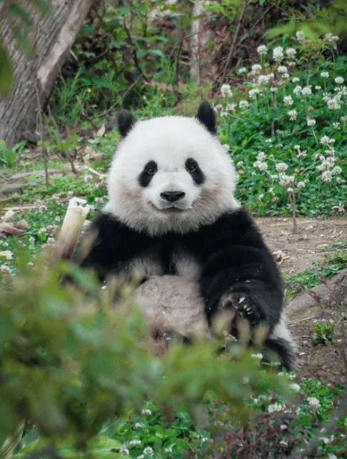 A giant panda bear sitting in a lush green garden with white flowers while eating bamboo.