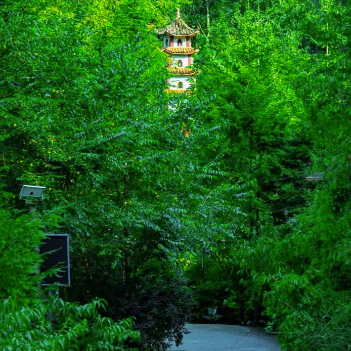 A white and orange Chinese pagoda tower rising above a dense green forest landscape with lush trees.